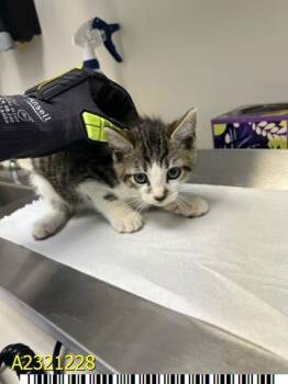 Rescue Domestic Short Hair Cats for Adoption in West Palm Beach, Florida - EVEREST | PetCurious