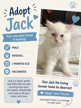 Jack -  Ragdoll and Siberian Cat for Adoption in Brampton, Ontario - Jack | PetCurious