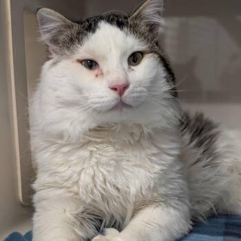 Domestic Long Hair Cats Available for Adoption in Watertown, New York - Magnum | PetCurious