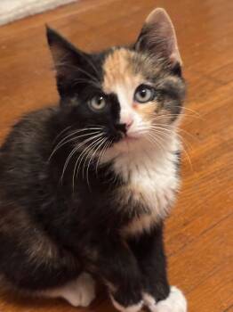 Slushie -  Domestic Short Hair Cat for Adoption in Webster City, Iowa - Slushie | PetCurious