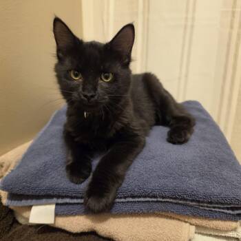 Rain -  Domestic Medium Hair Cat for Adoption in Myrtle Beach, South Carolina - Rain | PetCurious