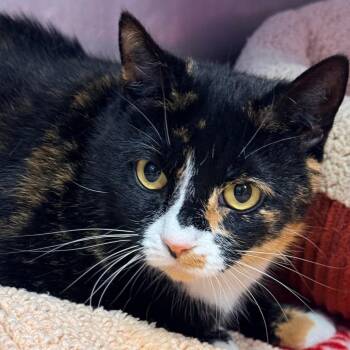 Domestic Short Hair Cats Available for Adoption - Maggie | PetCurious
