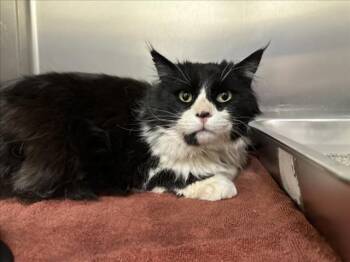 Domestic Long Hair Cats Available for Adoption in Santa Fe, New Mexico - A174877 | PetCurious