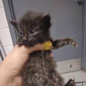 Jimothy-Ann -  Domestic Long Hair Cat for Adoption in Spruce Pine, North Carolina - Jimothy-Ann | PetCurious