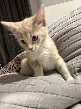 Domestic Short Hair Cats Available for Adoption in Pomona, New York - Cheerios | PetCurious