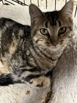Rescue Tabby and Domestic Short Hair Cats for Adoption in Antioch, California - Brown Betty | PetCurious