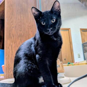 Rex -  Domestic Short Hair Cat for Adoption in Wheeling, Illinois - Rex | PetCurious