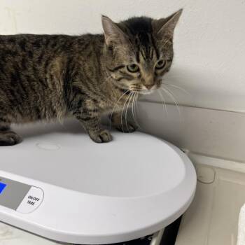 Milk Dud -  Domestic Short Hair Cat for Adoption in Edwardsville, Illinois - Milk Dud | PetCurious