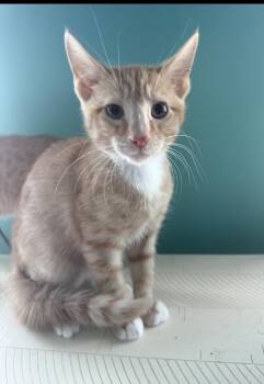 Skeeter -  Domestic Short Hair Cat for Adoption in Sneads Ferry, North Carolina - Skeeter | PetCurious
