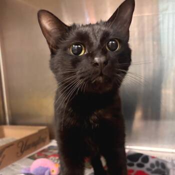 Domestic Short Hair Cats Available for Adoption - Matilda - Petsmart Belleville | PetCurious