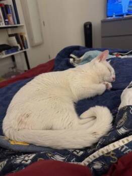 Rescue Domestic Short Hair Cats for Adoption in Chamblee, Georgia - Pookie (In Foster) | PetCurious