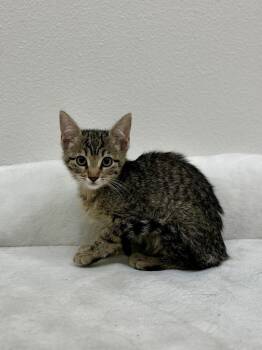 Barnaby -  Tabby Cat for Adoption in Newberg, Oregon - Barnaby | PetCurious