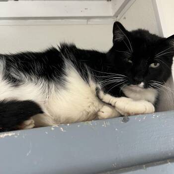 Domestic Short Hair Cats Available for Adoption - Reba | PetCurious