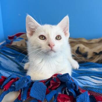 Domestic Short Hair Cats Available for Adoption in Mankato, Minnesota - Milo | PetCurious