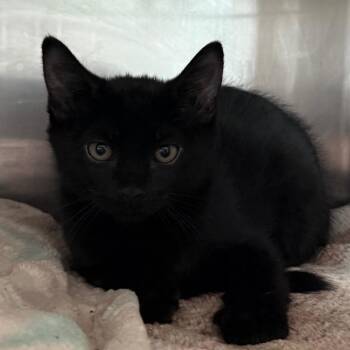 River -  Domestic Short Hair Cat for Adoption in Cedaredge, Colorado - River | PetCurious