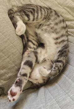 Roark -  Domestic Short Hair Cat for Adoption in Phoenix, Arizona - Roark | PetCurious