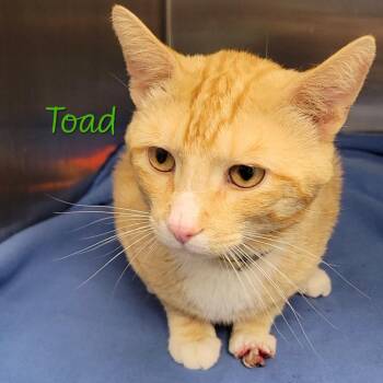Domestic Short Hair Cats Available for Adoption in Parkersburg, West Virginia - Toad | PetCurious
