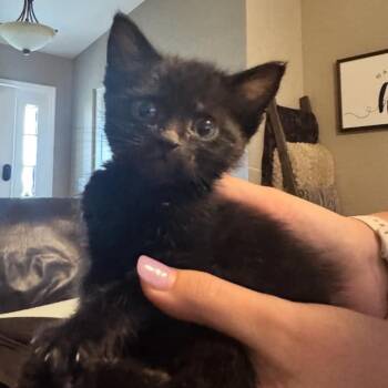 Rescue Domestic Short Hair Cats for Adoption in St. Peters, Missouri - Acorn | PetCurious