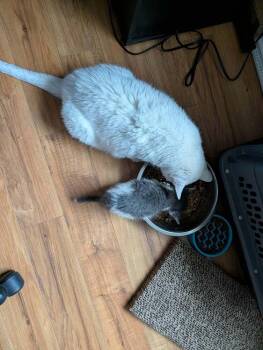 Eminem (Bonded to Harvey Dent) -  Domestic Short Hair Cat for Adoption in Wheaton, Illinois - Eminem (Bonded To Harvey Dent) | PetCurious