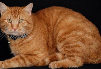 Tabby Cats Available for Adoption - Optimus Prime | PetCurious