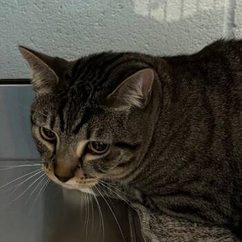 Leo -  Domestic Short Hair Cat for Adoption in Lakewood, Colorado - Leo | PetCurious