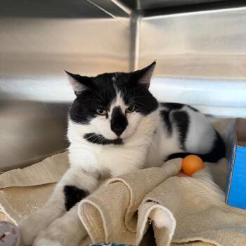 Moo Cow -  Domestic Short Hair Cat for Adoption in Buffalo, New York - Moo Cow | PetCurious