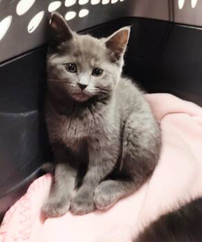 Perla -  Domestic Short Hair Cat for Adoption in Clarksville, Tennessee - Perla | PetCurious