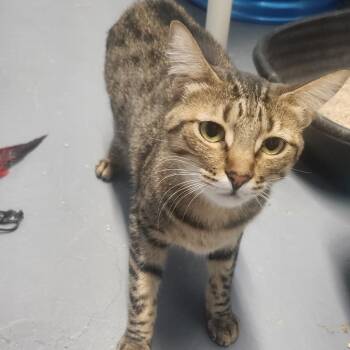 Domestic Short Hair Cats Available for Adoption in Casa Grande, Arizona - Belladona | PetCurious