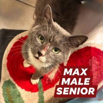 Max -  Domestic Short Hair Cat for Adoption in Myrtle Beach, South Carolina - Max | PetCurious
