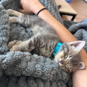 Rescue Domestic Short Hair Cats for Adoption in Auburn, Alabama - Frisco | PetCurious