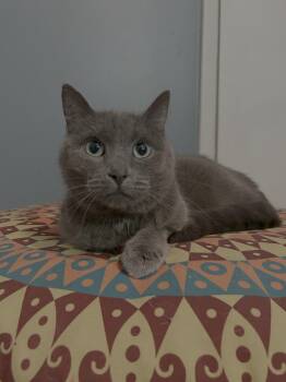 Rescue Domestic Short Hair Cats for Adoption - Lotus DW 1023 | PetCurious