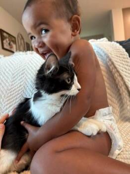 Pascal -  Domestic Medium Hair Cat for Adoption in Houston, Texas - Pascal | PetCurious
