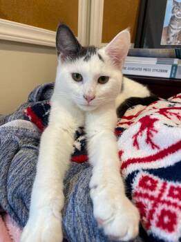 Rescue Domestic Short Hair Cats for Adoption in Mendham Township, New Jersey - John Jacob Astor - In Foster Care | PetCurious