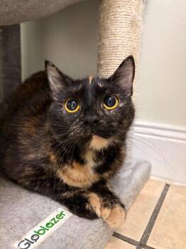 Lilia -  Domestic Short Hair Cat for Adoption in Fall River, Massachusetts - Lilia | PetCurious