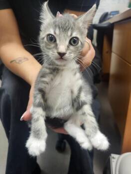 A141115 -  Domestic Short Hair Cat for Adoption in Burbank, California - A141115 | PetCurious
