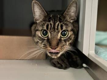 Henry -  Domestic Short Hair Cat for Adoption - Henry | PetCurious
