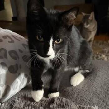 Limeade & Tropicana - Kittens -  Domestic Short Hair Cat for Adoption in Braintree, Massachusetts - Limeade & Tropicana - Kittens | PetCurious
