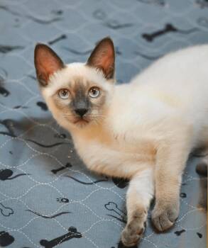 L - Latte -  Siamese Cat for Adoption in Falmouth, Maine - L - Latte | PetCurious