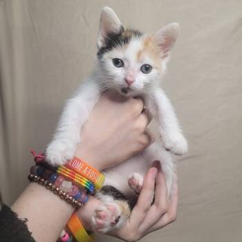 Rescue Domestic Short Hair Cats for Adoption in Portage, Michigan - Lolita | PetCurious