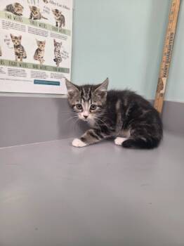 Rescue Domestic Short Hair Cats for Adoption in Athens, Tennessee - Eve | PetCurious