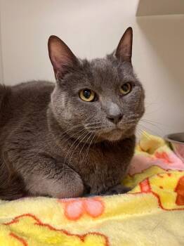 Domestic Short Hair Cats Available for Adoption - Stocking | PetCurious