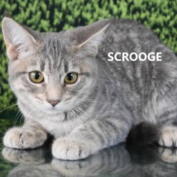 Domestic Short Hair Cats Available for Adoption - Scrooge | PetCurious