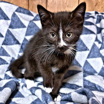 Rescue Tuxedo Cats for Adoption in Rutherfordton, North Carolina - Rory | PetCurious