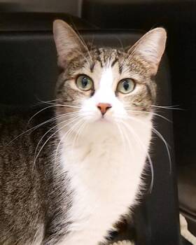 Rescue Domestic Short Hair Cats for Adoption in Fishers, Indiana - Eliza (at Smitten Kitten) | PetCurious