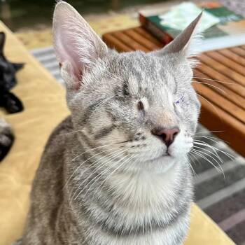 Butch-special needs-blind -  Domestic Short Hair Cat for Adoption in Beaverton, Oregon - Butch-special Needs-blind | PetCurious