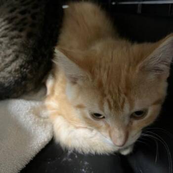 Nutmeg - Chow Hound Northland -  Domestic Short Hair Cat for Adoption in Grand Rapids, Michigan - Nutmeg - Chow Hound Northland | PetCurious