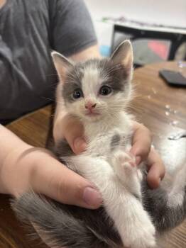 CAT - Nikku -  Domestic Short Hair Cat for Adoption in Gilberts, Illinois - CAT - Nikku | PetCurious