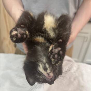 Sherpa -  Domestic Short Hair Cat for Adoption in Fairmont, West Virginia - Sherpa | PetCurious