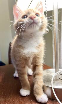 Rescue Domestic Medium Hair Cats for Adoption in Salisbury, North Carolina - Charlie | PetCurious