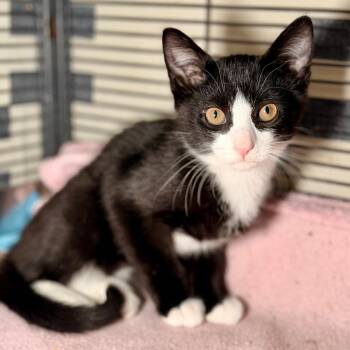 Apollo -  Domestic Short Hair Cat for Adoption in New York, New York - Apollo | PetCurious